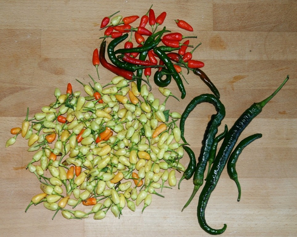 LOTS Of Chillies - Prairie Fire, Pinocchio's Nose, And Some Generic Chilli